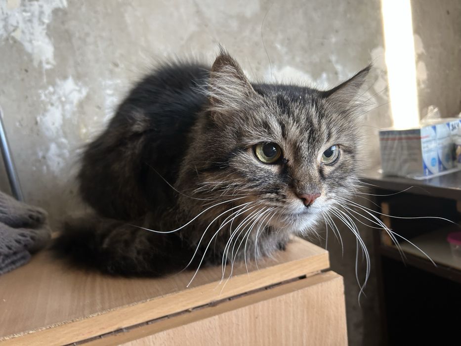 Отдам кошку в хорошие руки