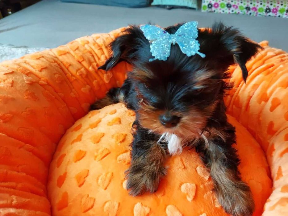 York Yorkshire Terrier Biewer Black Tan