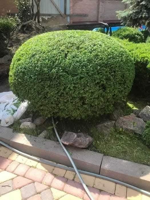 Догляд за садом. Послуги професійного садівника. Ландшафтні роботи