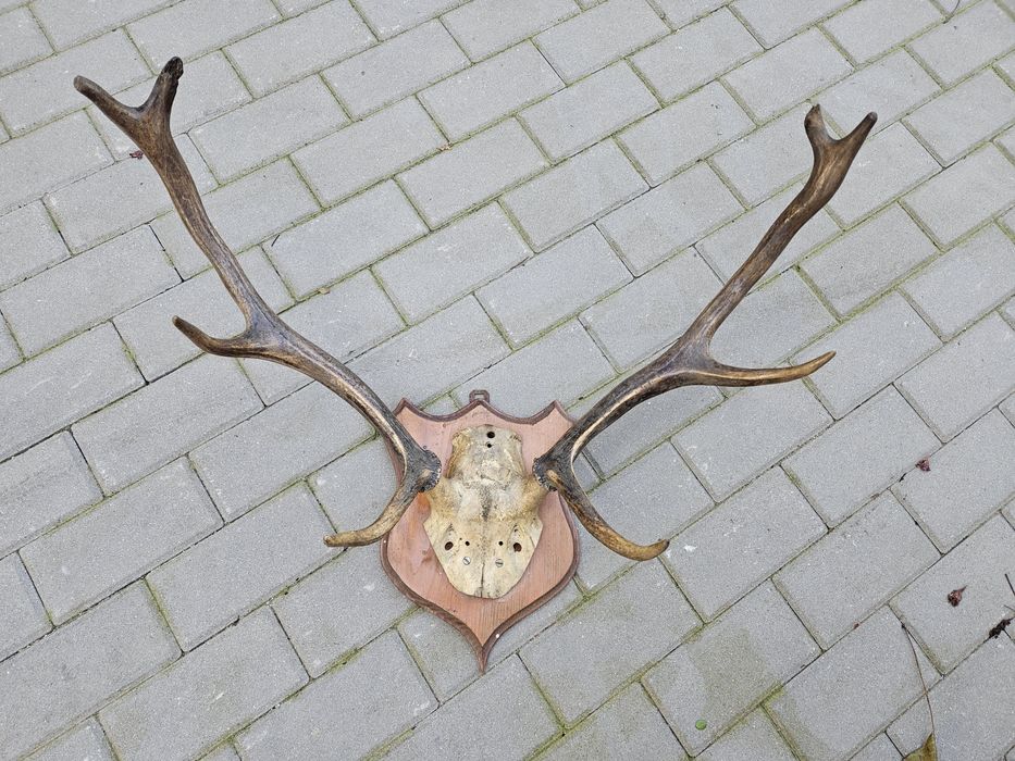 Poroże do powieszenia
