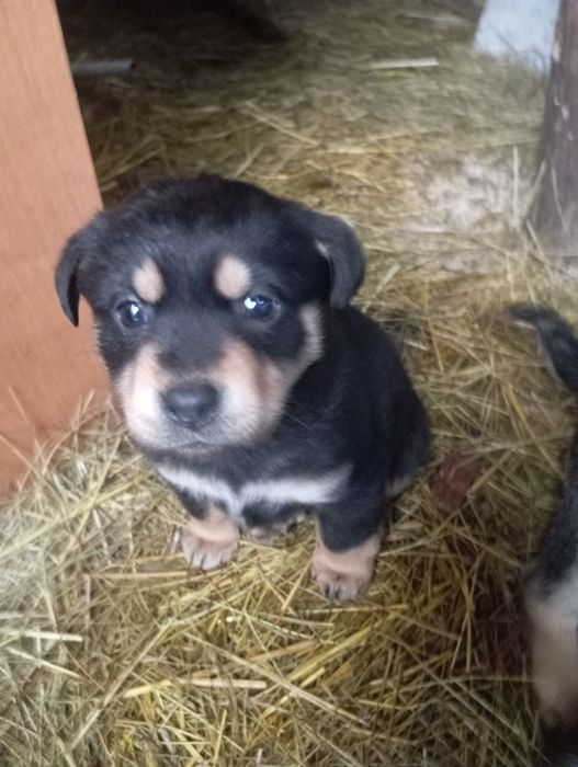 Отдам бесплатно собачек