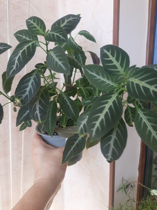 Руэллия растение продам