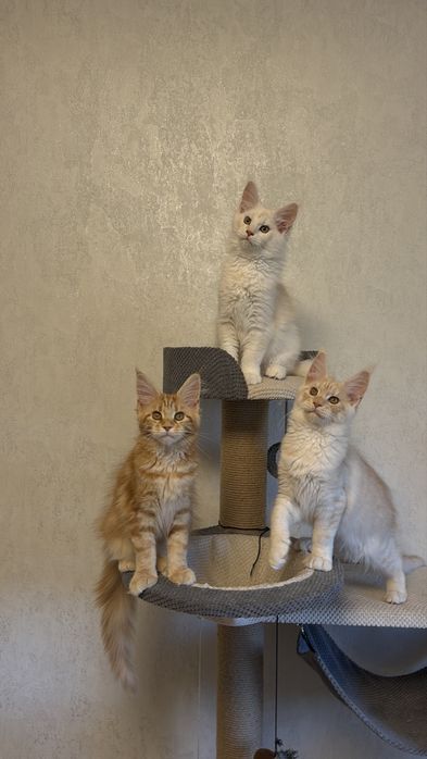 Кошенята Мейн Кун