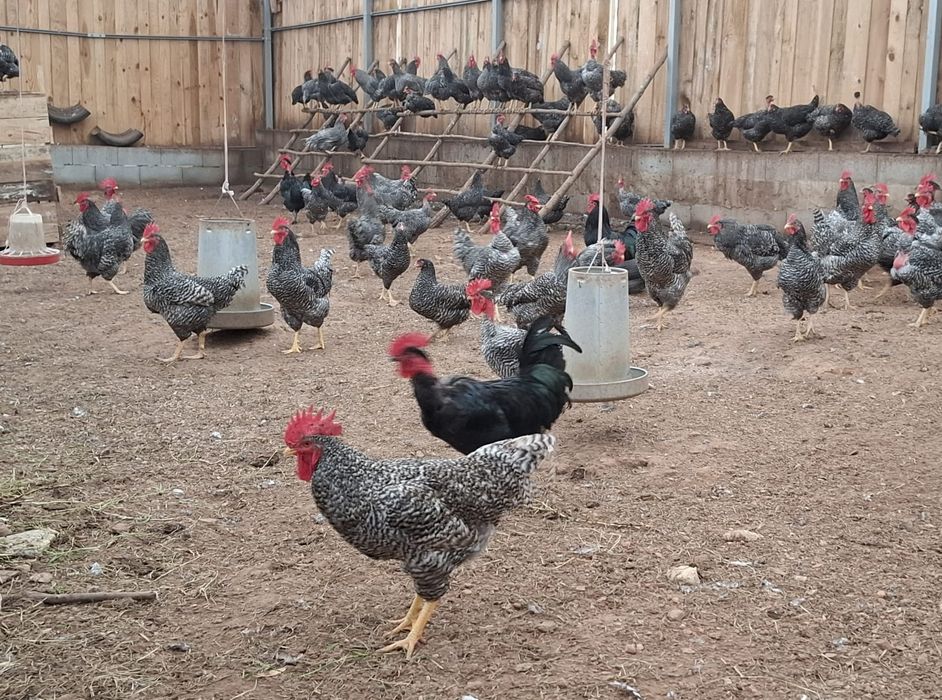 Galinhas e Galos  Pedres Portugues