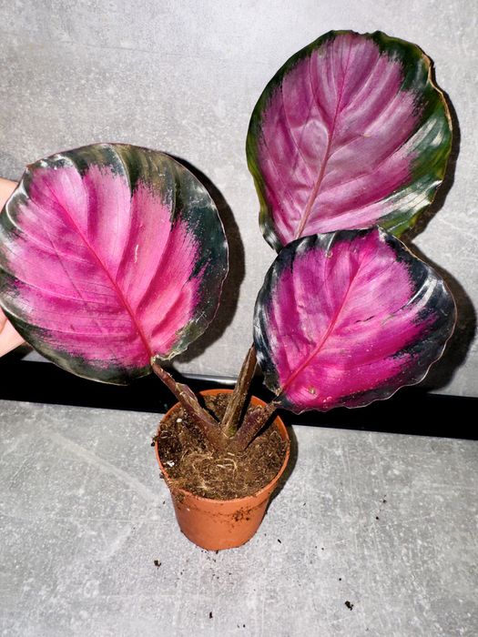 Калатея Кримсон (розі)