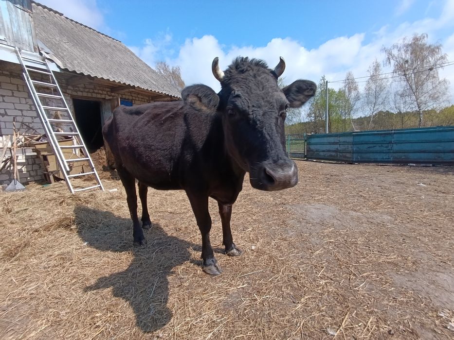 Продам корову   спокійна