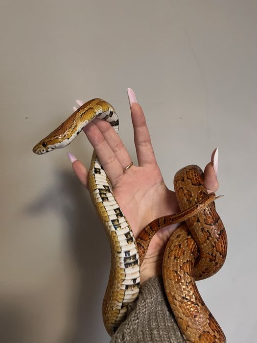 Wąż zbożowy classic