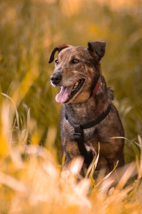 Bolek - uroczy, mądry, spokojny psiak do adopcji.