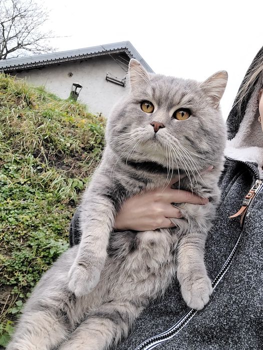 Шотландський красунчик