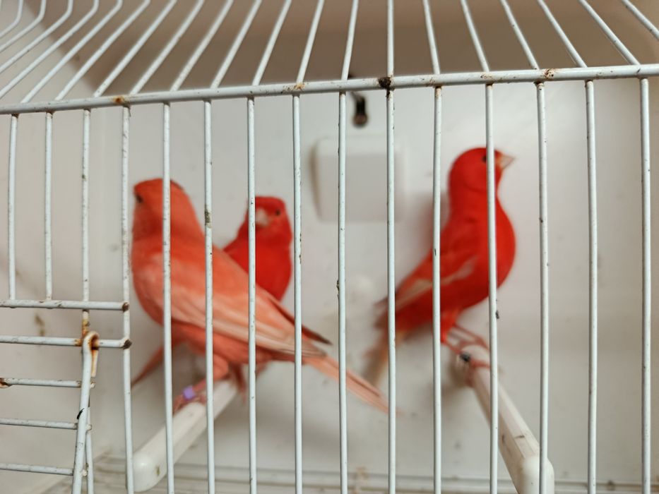 Fêmeas vermelhas intensas