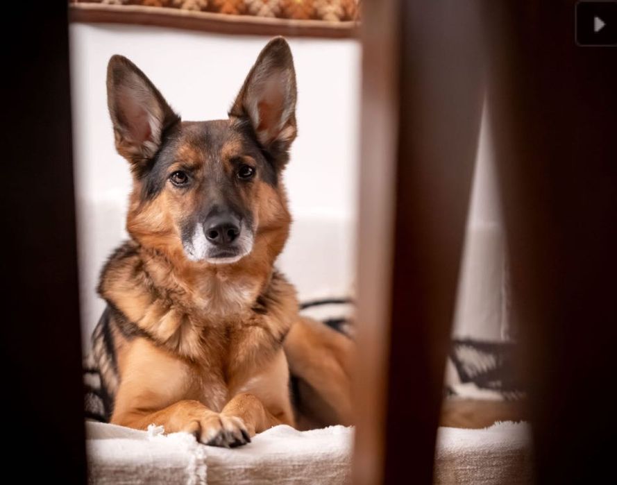 Jakub uroczy piec do adopcji z domu tymczasowego