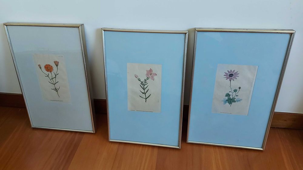 Gravuras de botânica Séc. VIII