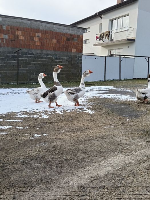 Sprzedam gęś Cholomogóry