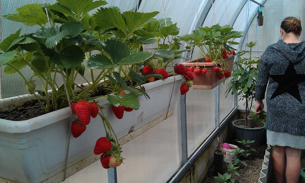 продам Полуниця в горшках і кашпо на підвіконні .