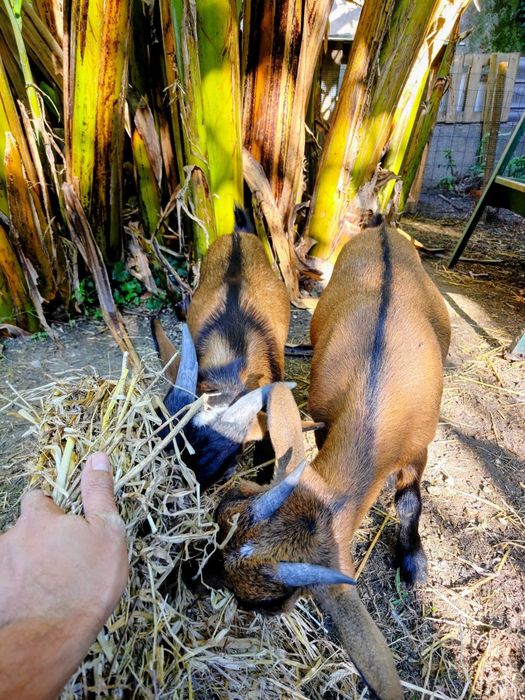Cabritos e cabras anãs