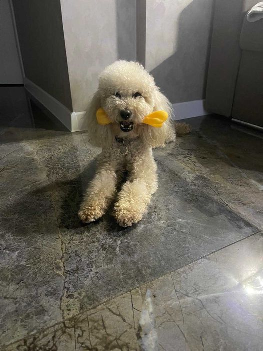 в'язка той пуделя