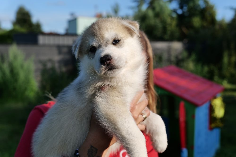 Gotowy do odbioru - Einstein samiec Siberian Husky FCI ZKwP  Związek kynologiczny