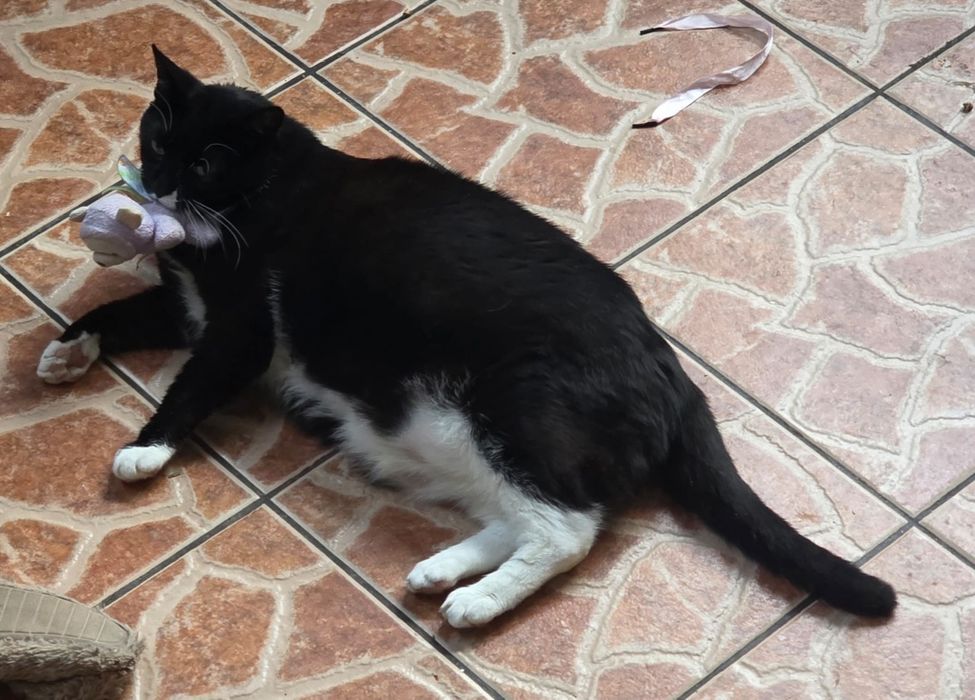 Felosław kocur 3lata .kastrowany