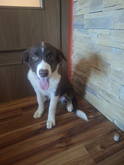 Border Collie piesek szczeniak brązowo-biały:-)