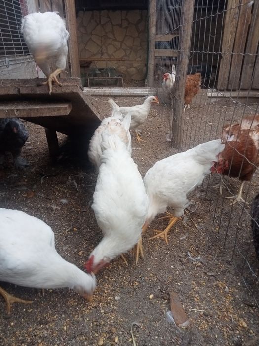 Galos e Galinhas Leghorn