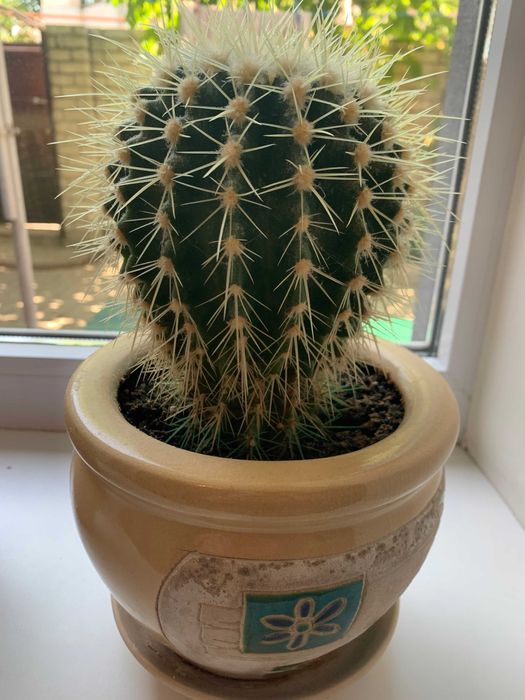 Врієзія, заміакулькас (76 см) , спатифілум, кактуси.