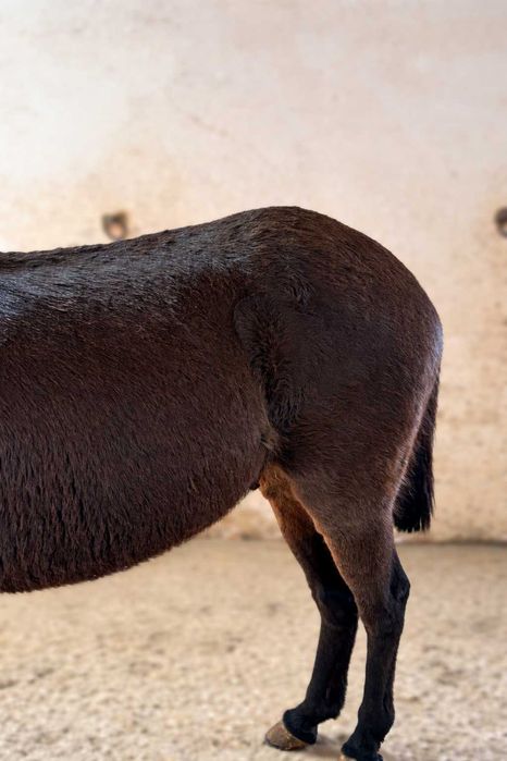 Macho (Mular) à Venda – Excelente Estado