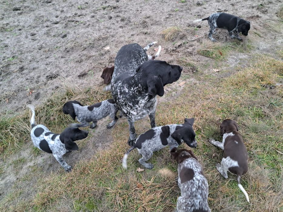 Wyżeł niemiecki krótkowłosy