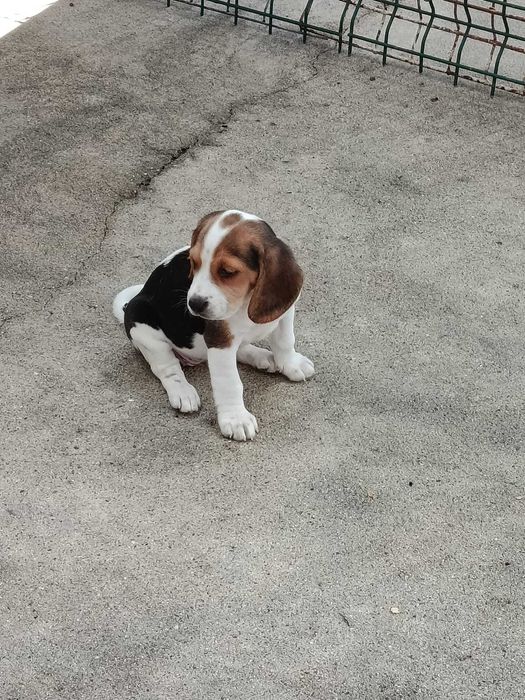 Espetacular Fêmea beagle