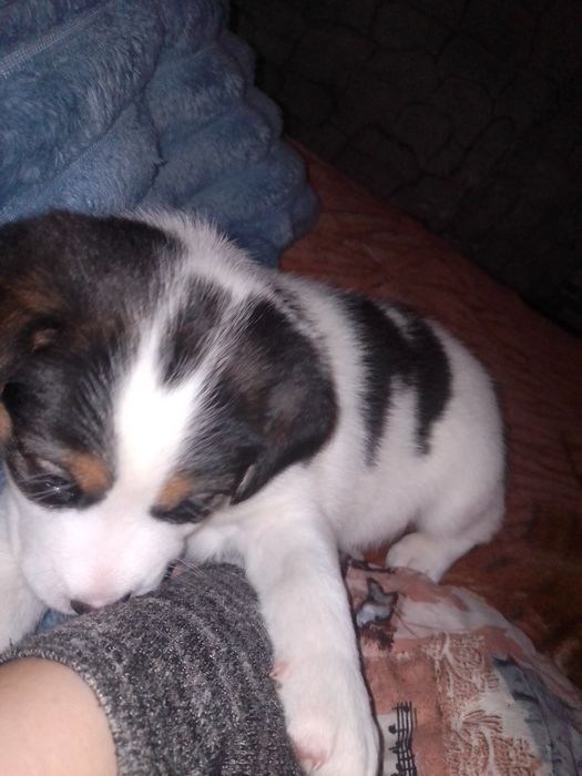 Две малышки ищут дом