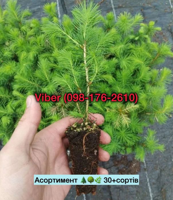 Касетні саджанці Ялини європейської-якість/ціна/доставка/Пиши!