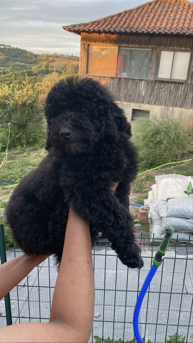 Imperdível!!! Preço especial!!! Lindo puppy de Caniche/Poodle medio procura novo dono!!!