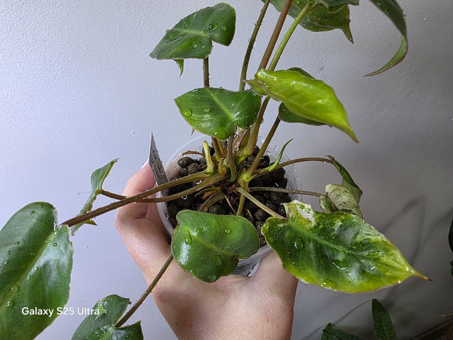 Philodendron burle marx snow white