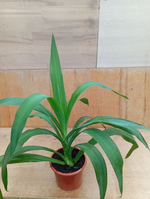 Драцена  Лемон лайм , Драцена Маргіната ,юка