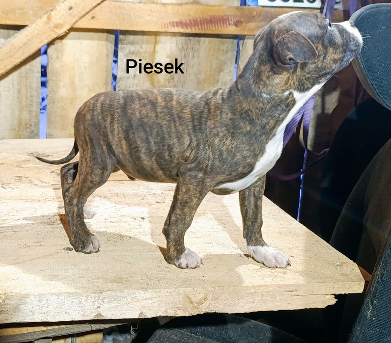 3  miesięczne amstaffy