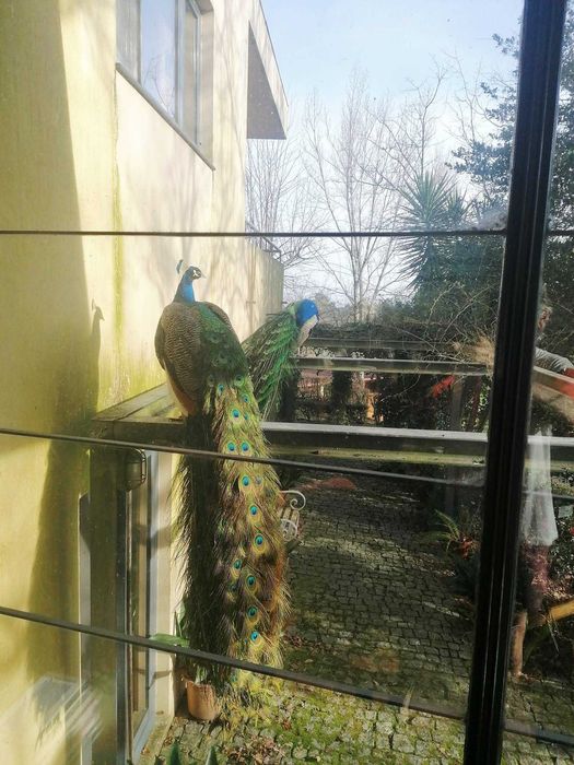 Pavões Machos para venda