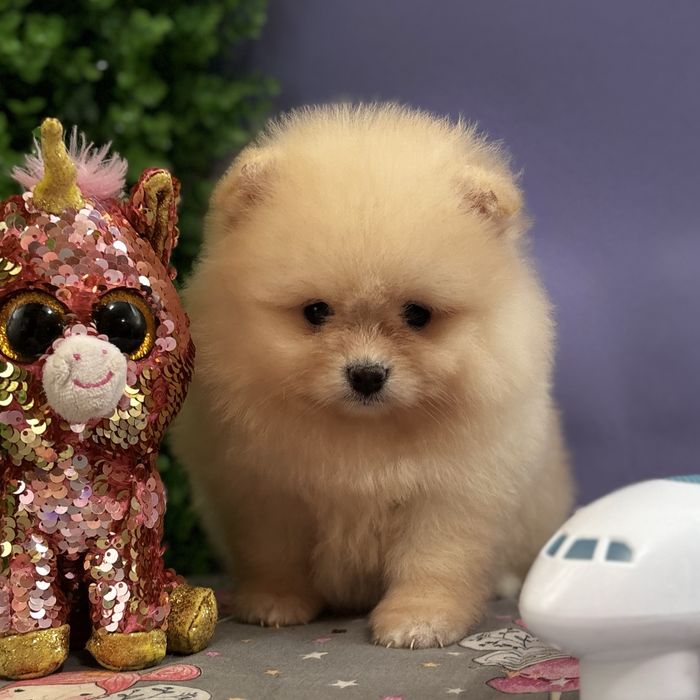 лялькова дівчинка тип ведмедика