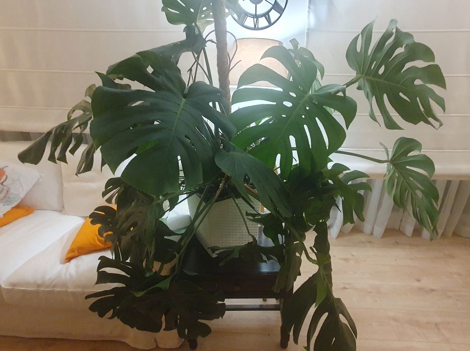 Monstera, przepiękna, zdrowa
