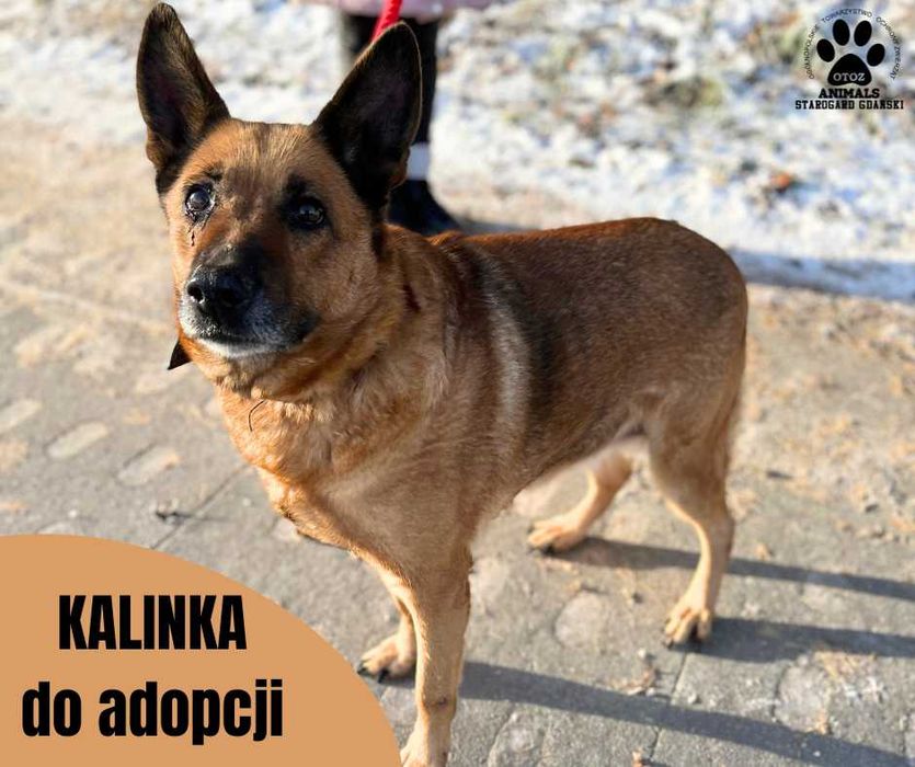 Złotowłosa suczka Kalinka do adopcji
