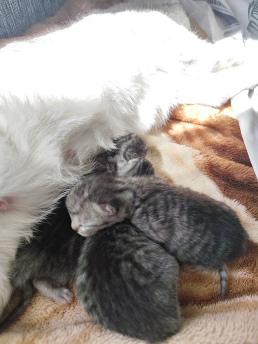 Кошенята хлопчик і дівчинка мама Шотландіська короткошерста прямовуха !