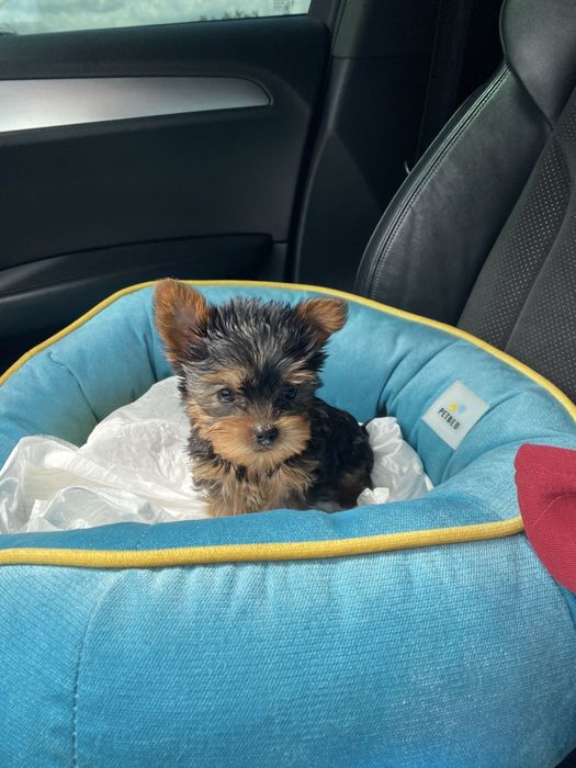 Красиві мініки йорк