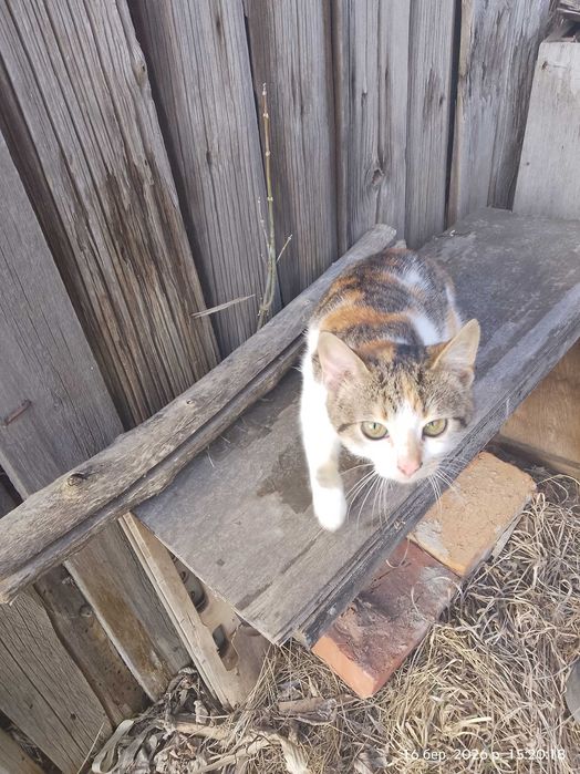 Продам кошенят кішечки