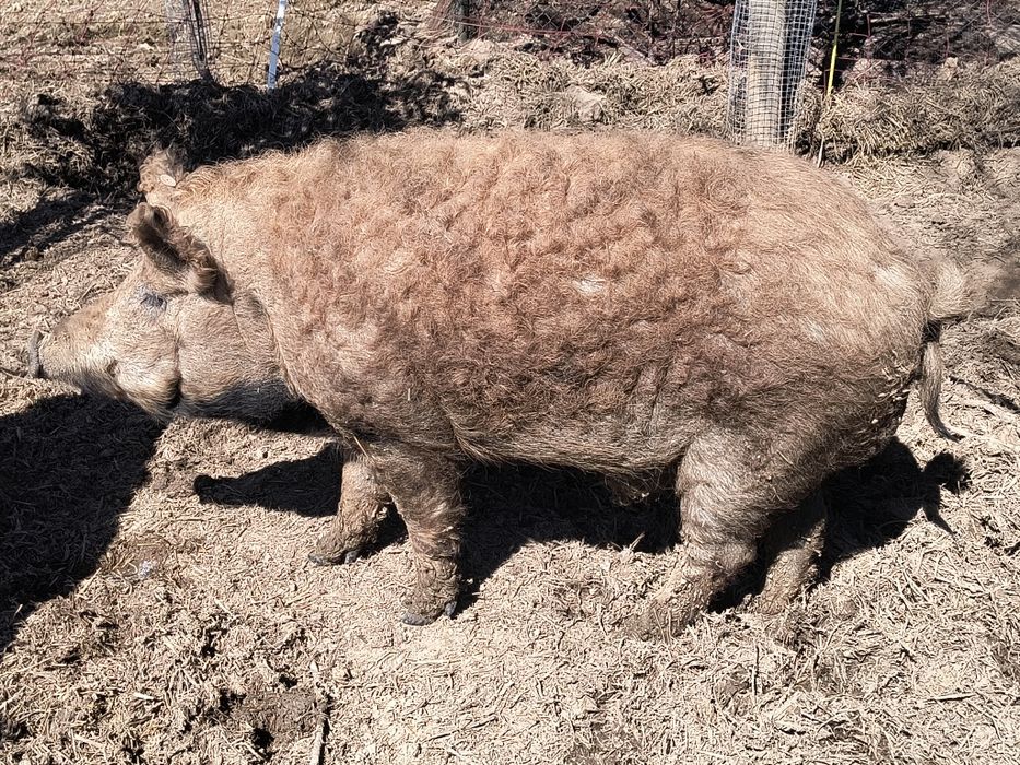 Knur mangalica barwa jasno ruda
