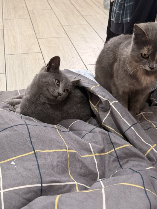 Віддамо котика в добрі руки!