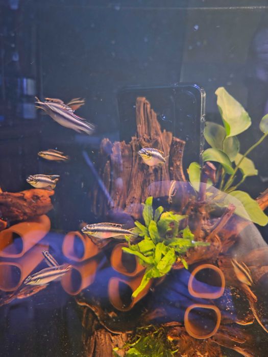 Barwniaki młode rybki