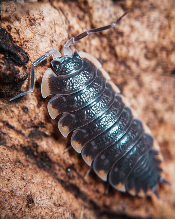 Trachelipus caucasius, isopody, 10 szt.
