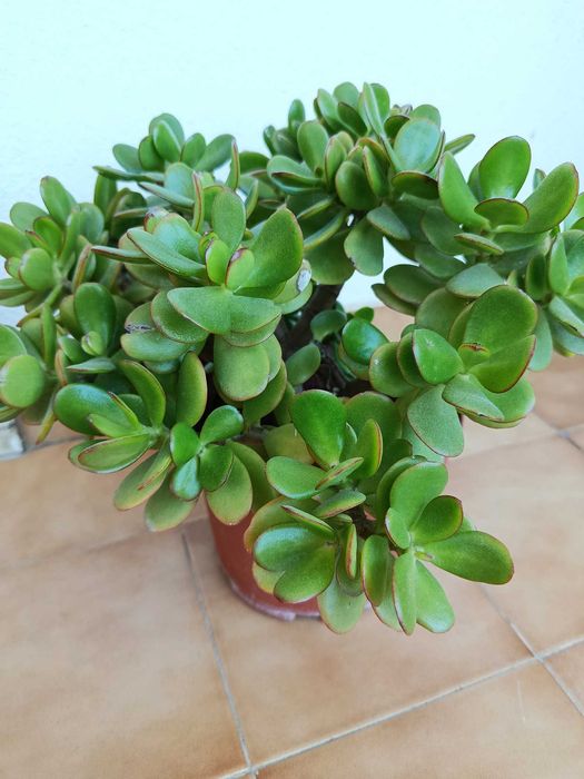 Planta Jade em vaso