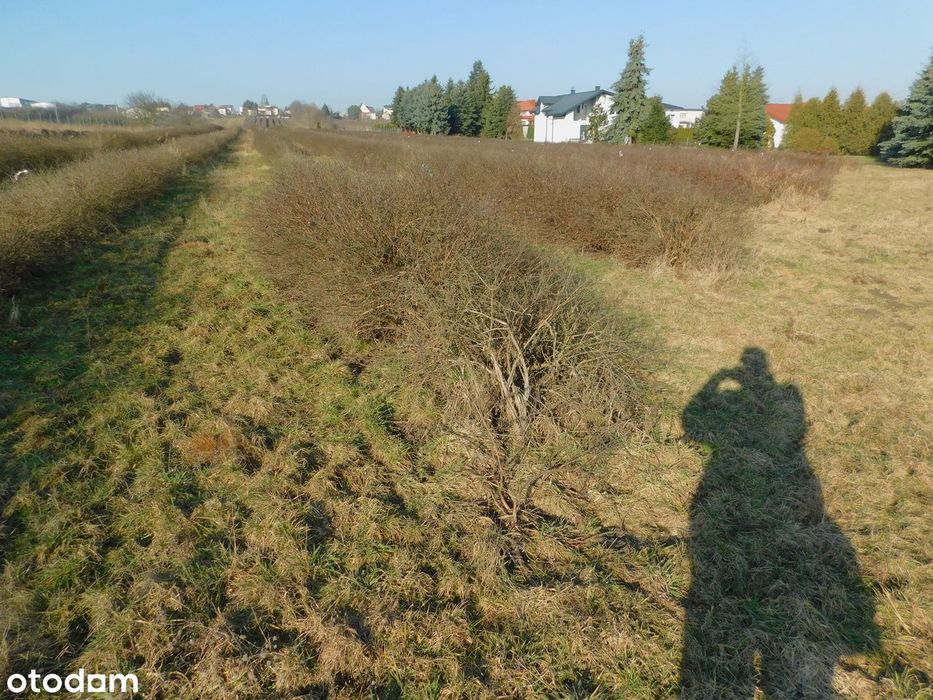 Syndyk sprzeda - Mogielnica, dz. nr 1272, 1304 oraz 1303 - Widok 6