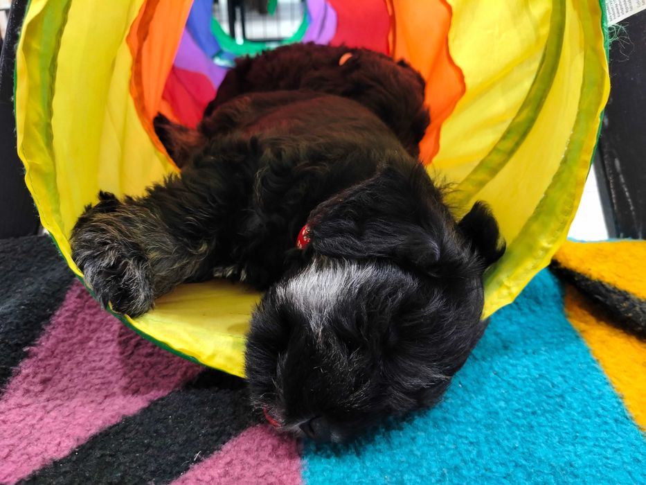 Sznaucer miniaturowy czarny