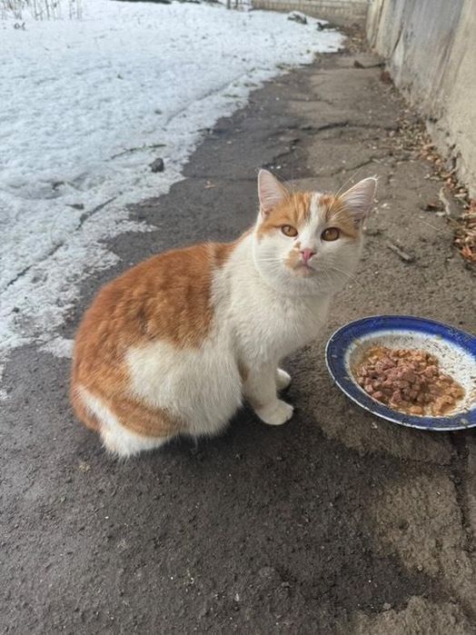 Отдам рыже-белого котенка, 6 месяцев,  мальчик