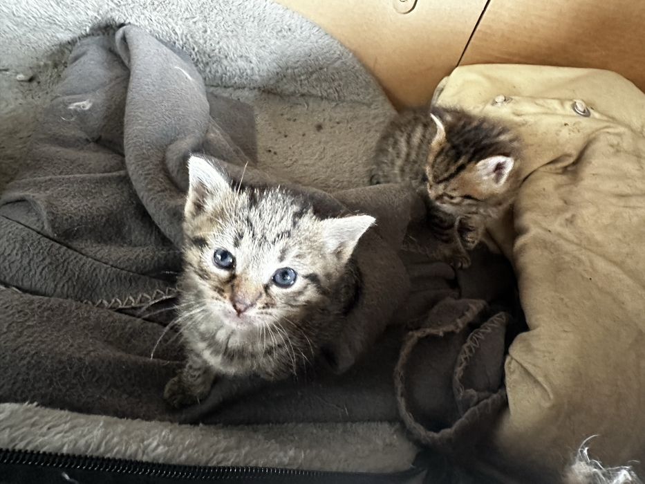 Кошеня  Тигровий окрас